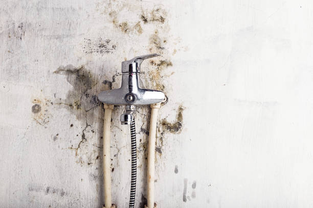 Best Mold Remediation for Specific Building Types in West Hollywood, CA