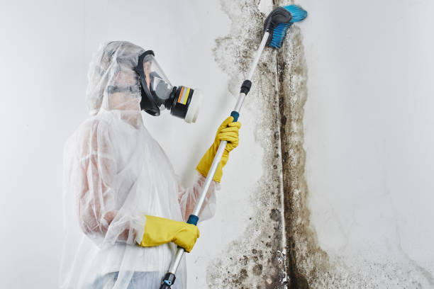Best Basement Mold Remediation in West Hollywood, CA