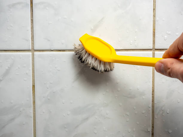 Best DIY Mold Remediation Support Services in West Hollywood, CA