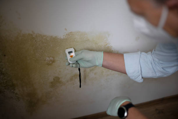 Best Post-Flood Mold Remediation in West Hollywood, CA