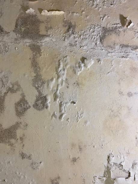 Best Attic Mold Remediation in West Hollywood, CA