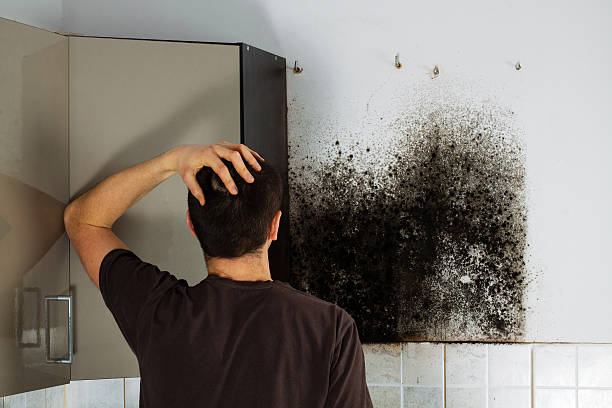 Best Industrial Mold Remediation in West Hollywood, CA