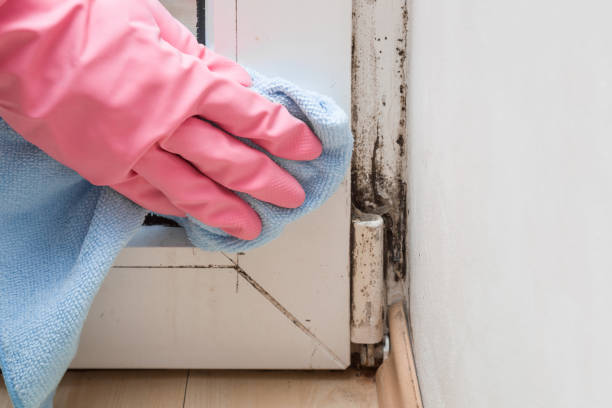 Best Kitchen Mold Remediation in West Hollywood, CA